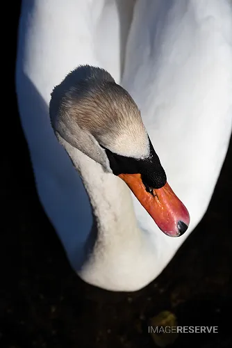 Close up of a Mute Swan